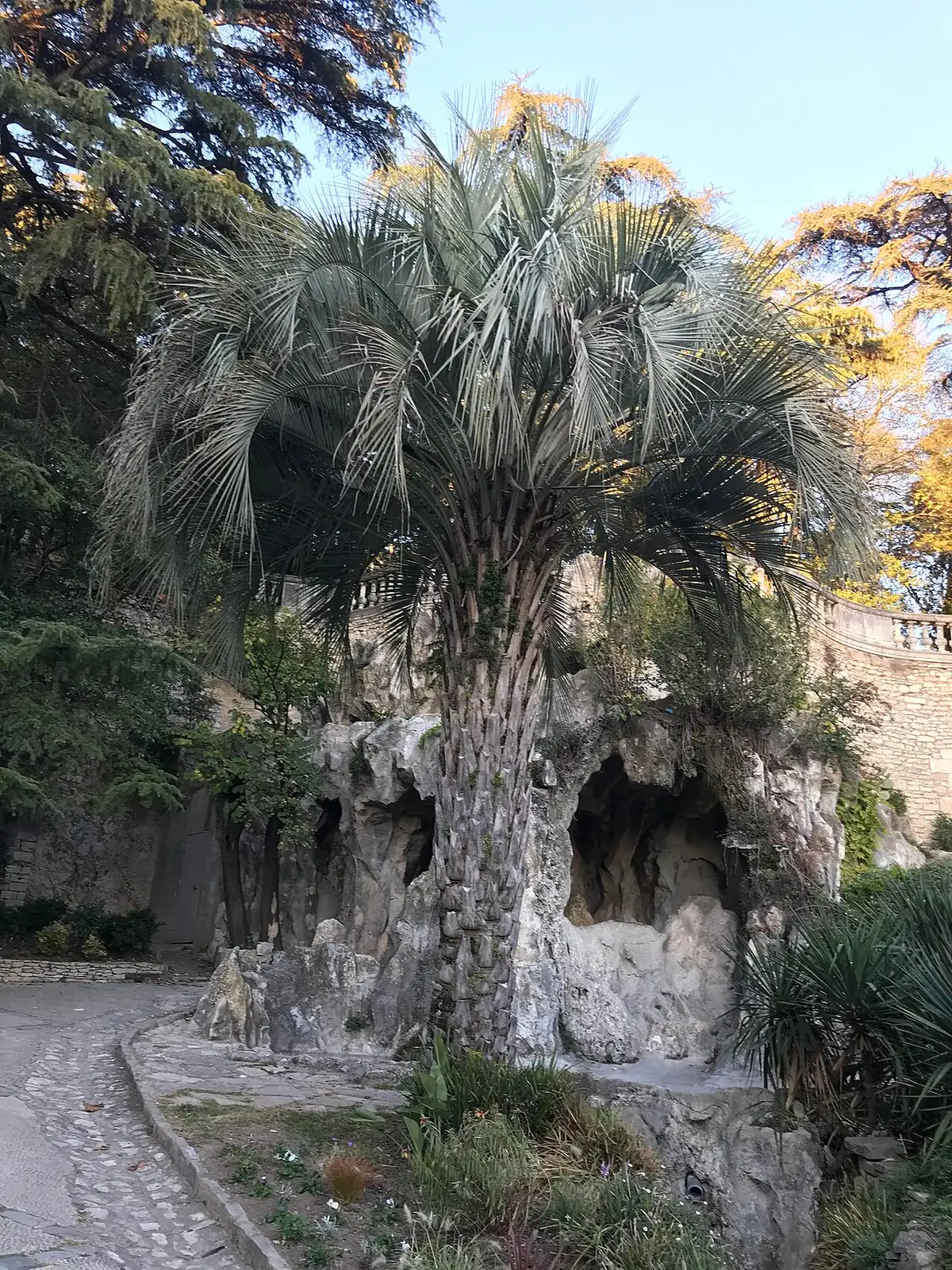 江边刺葵 (Butia odorata) — 细节