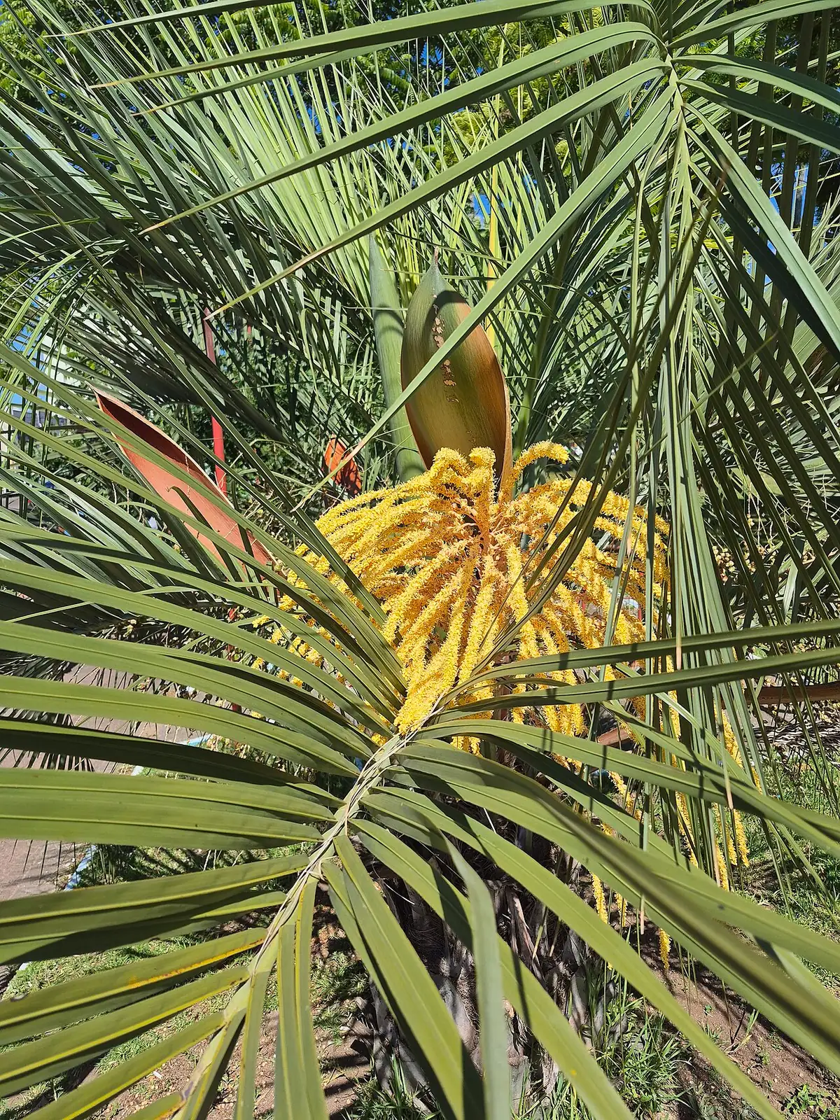 江边刺葵 (Butia odorata) — 特写