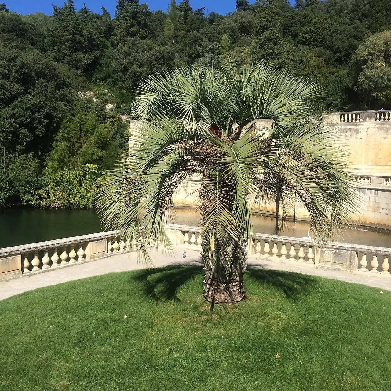 江边刺葵 (Butia odorata) — 环境展示