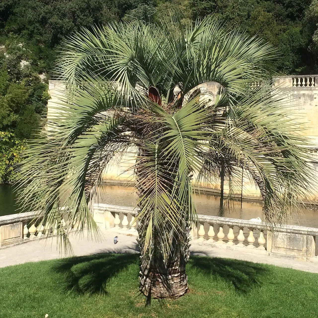 江边刺葵 (Butia odorata) — 更多视角