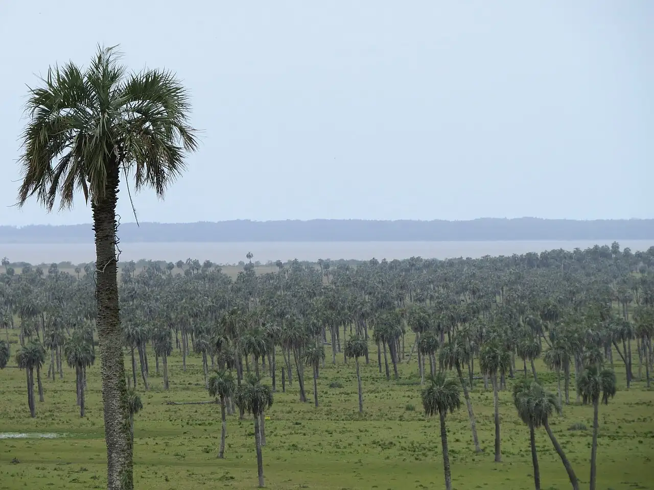 江边刺葵 (Butia odorata) — 更多视角