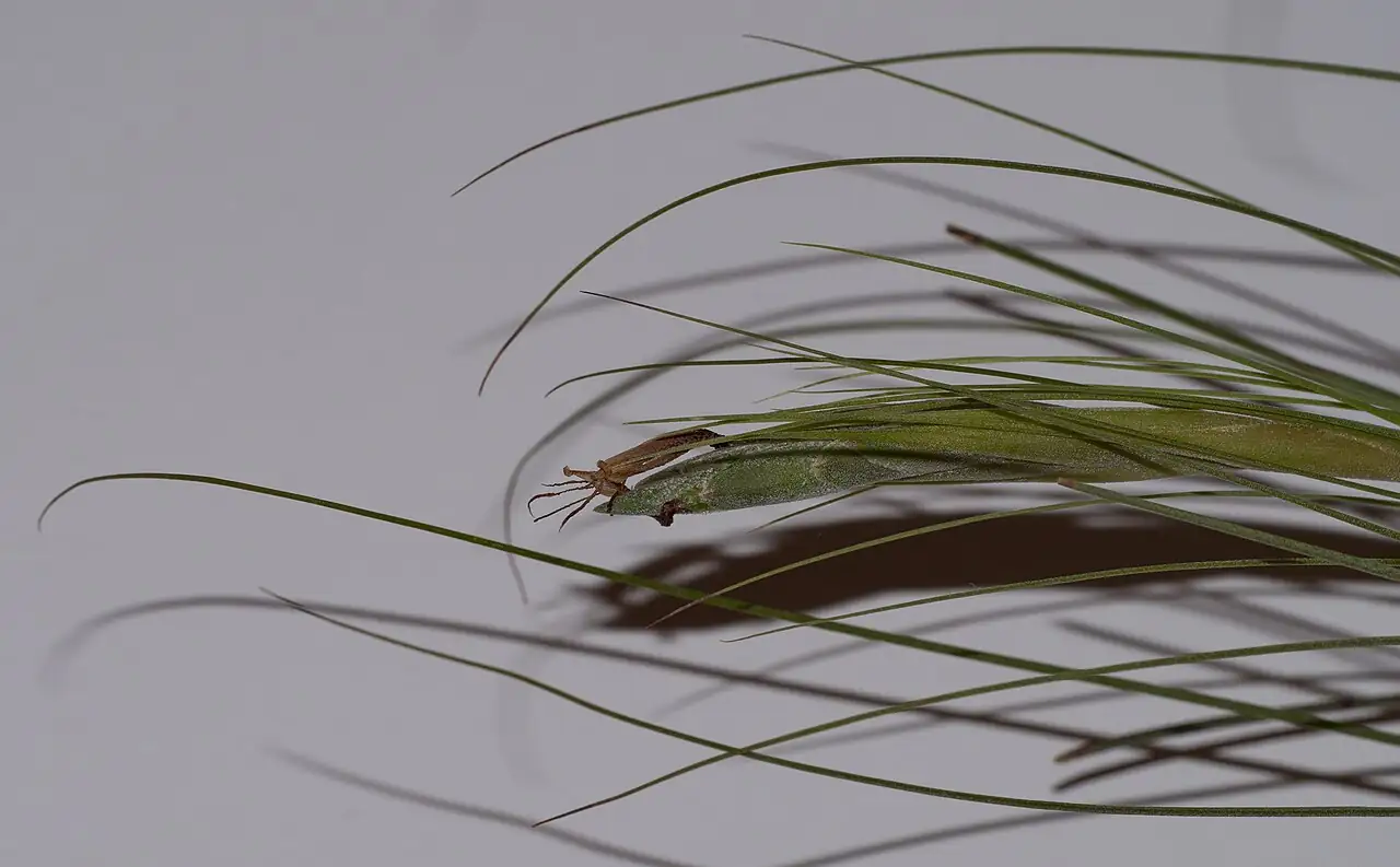 细叶铁兰 (Tillandsia juncea) — 细节