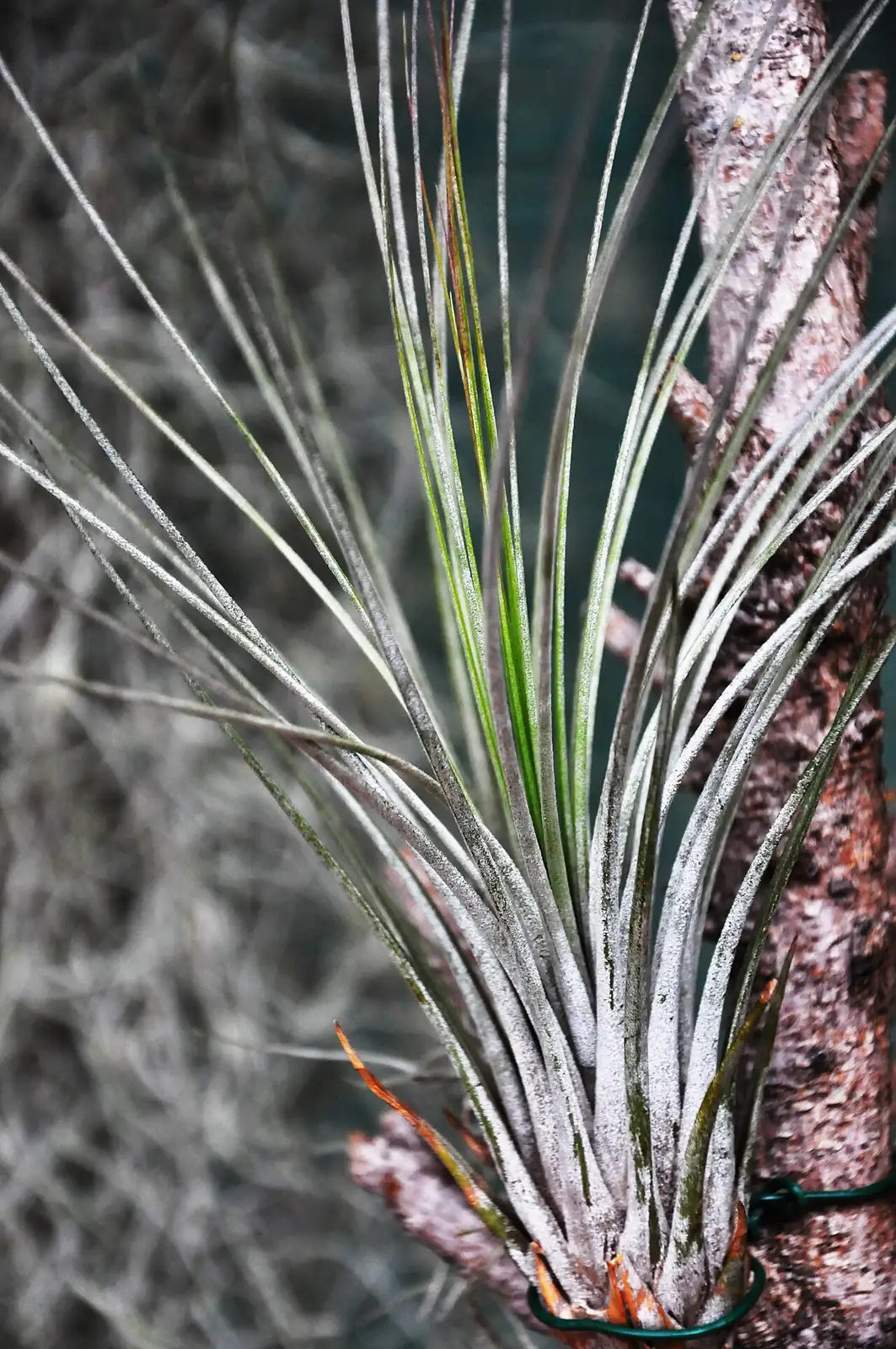 细叶铁兰 (Tillandsia juncea) — 特写