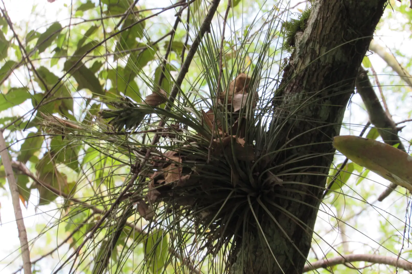细叶铁兰 (Tillandsia juncea) — 环境展示