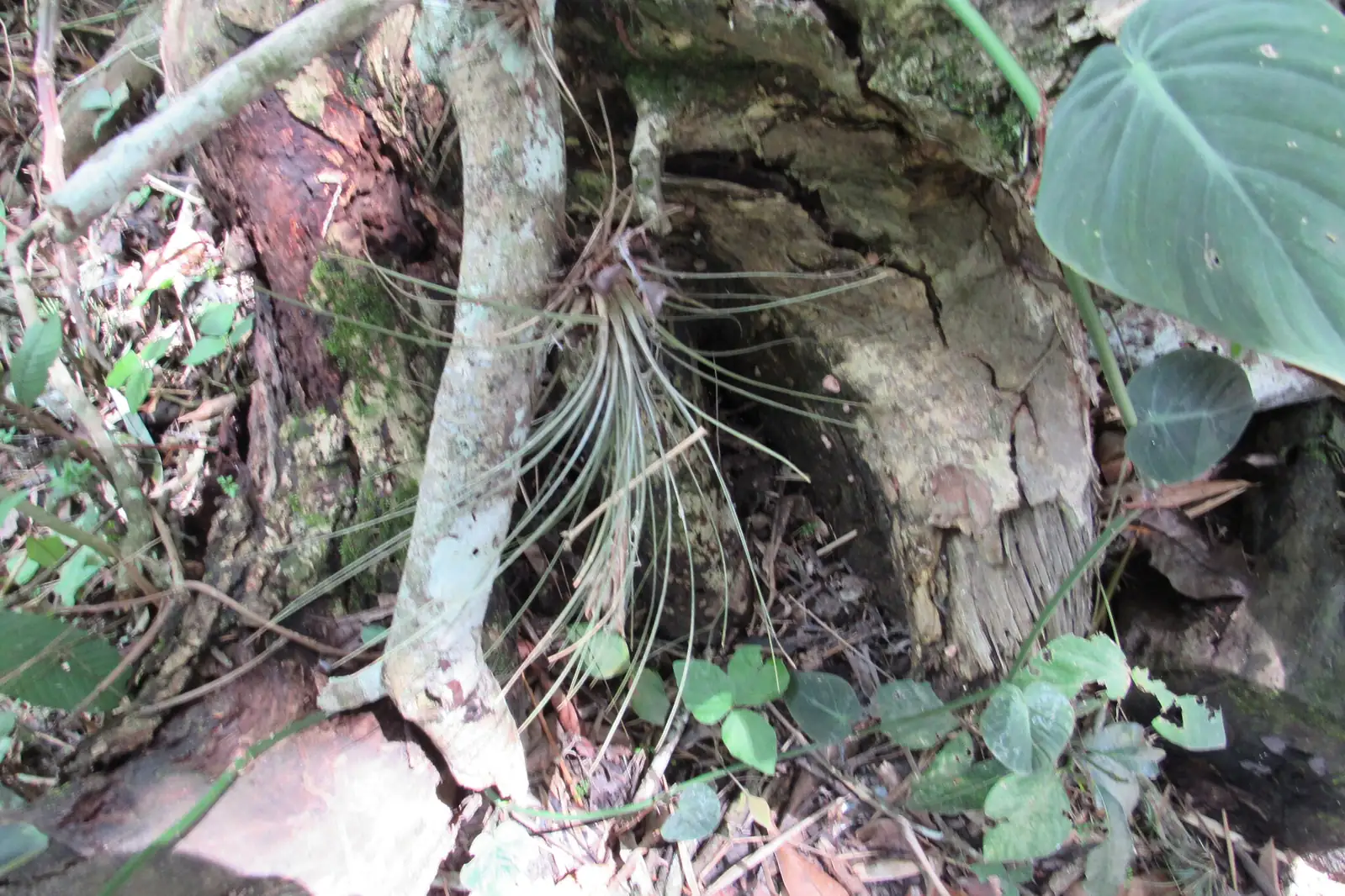 细叶铁兰 (Tillandsia juncea) — 更多视角