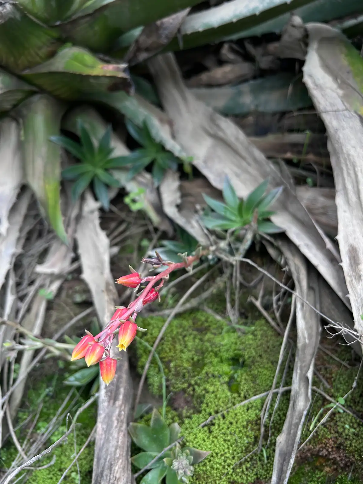 美丽莲 (Echeveria (ornamental cultivar, trade name “Meililian”/“美丽莲”)) — 更多视角