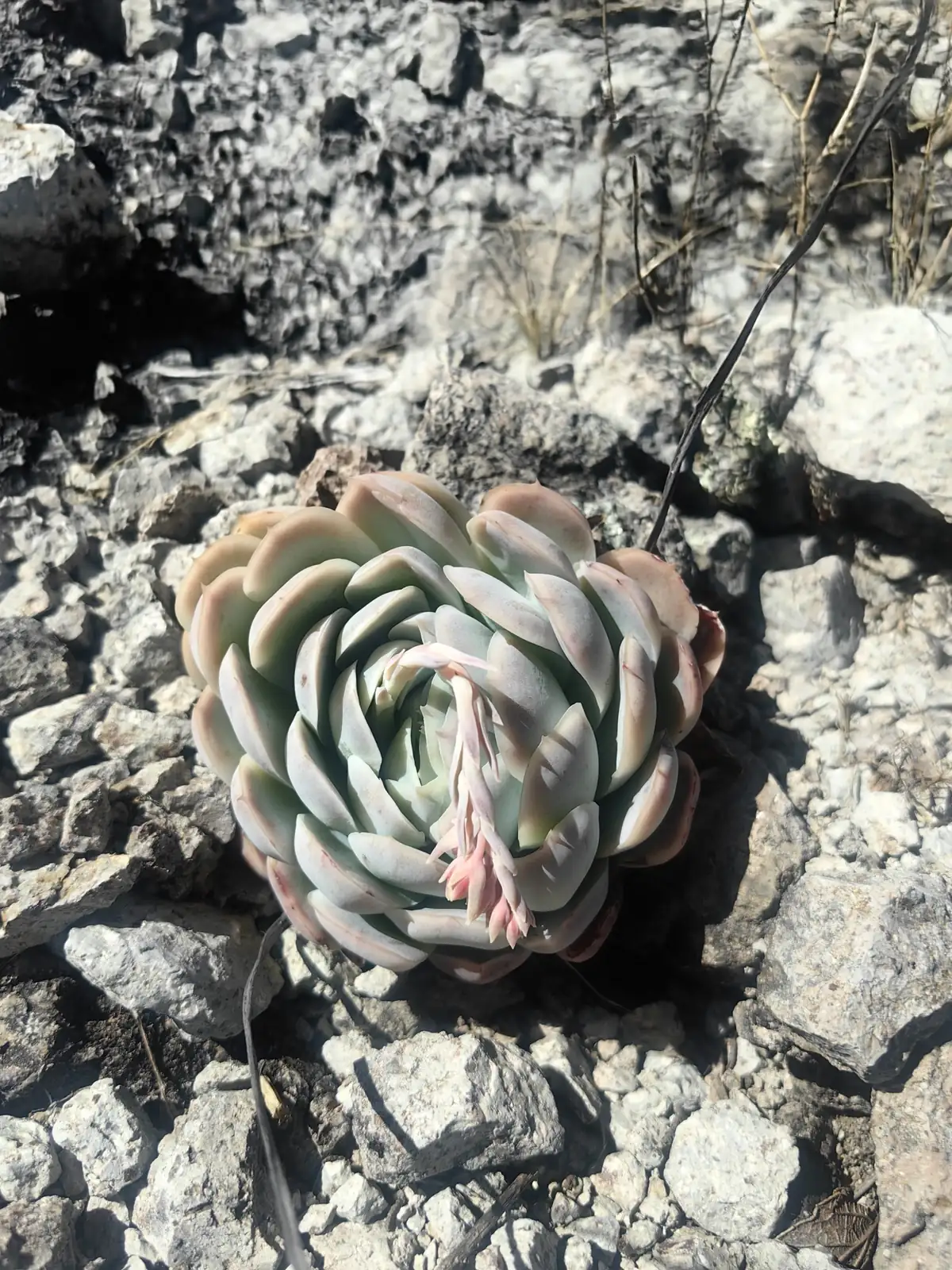 美丽莲 (Echeveria (ornamental cultivar, trade name “Meililian”/“美丽莲”)) — 更多视角