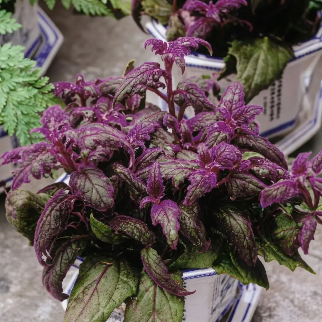 Purple Passion Plant (Gynura aurantiaca) — detail
