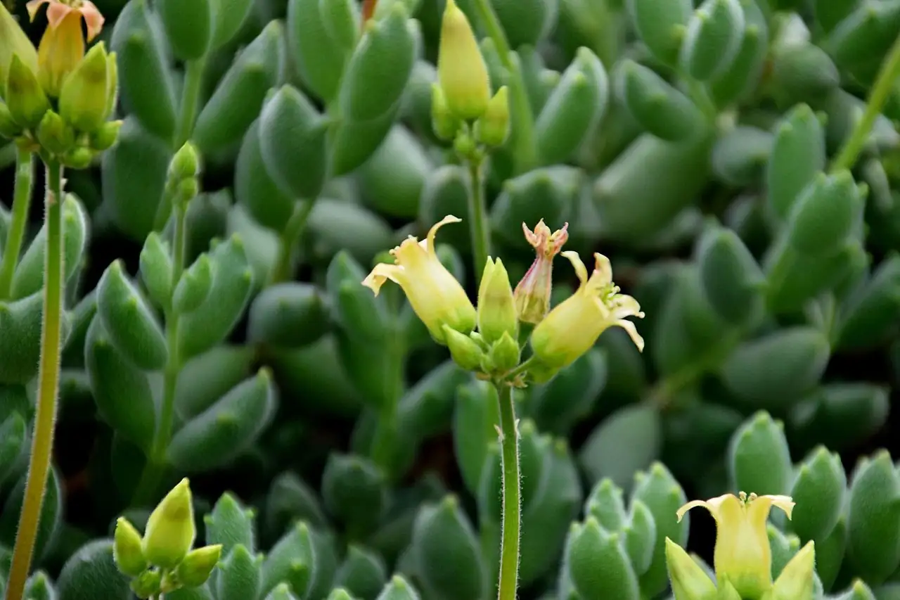 熊童子 (Cotyledon tomentosa) — 更多视角