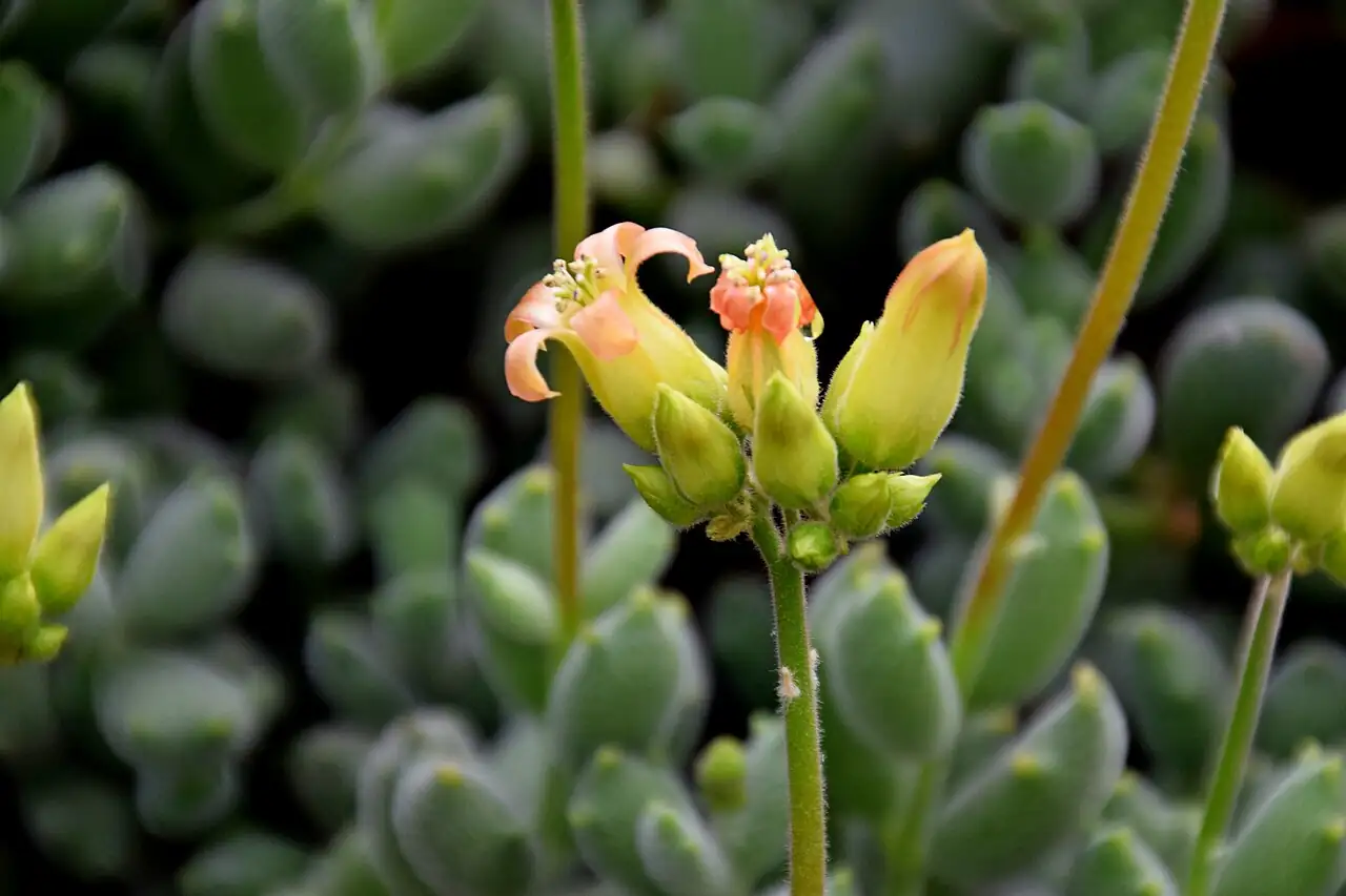 熊童子 (Cotyledon tomentosa) — 更多视角