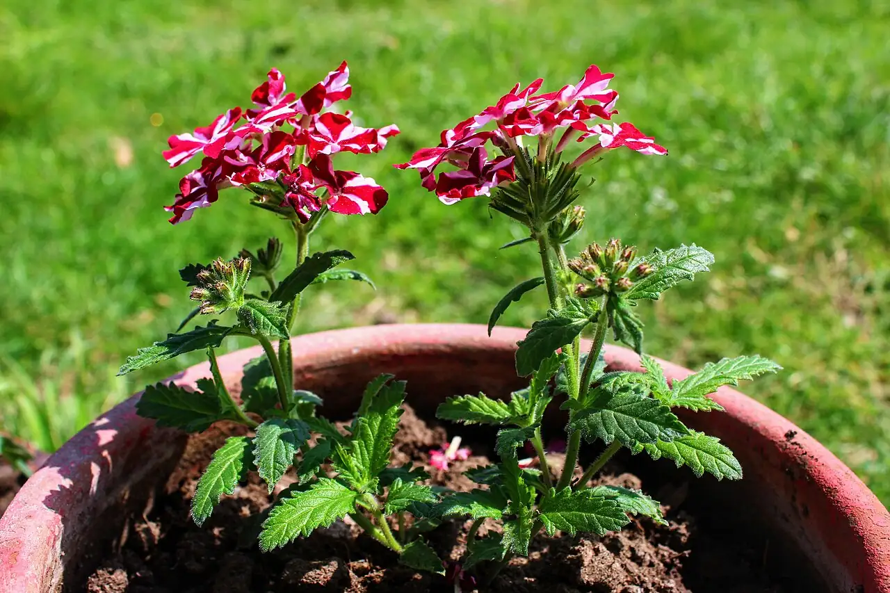 美女樱 (Verbena × hybrida) — 更多视角