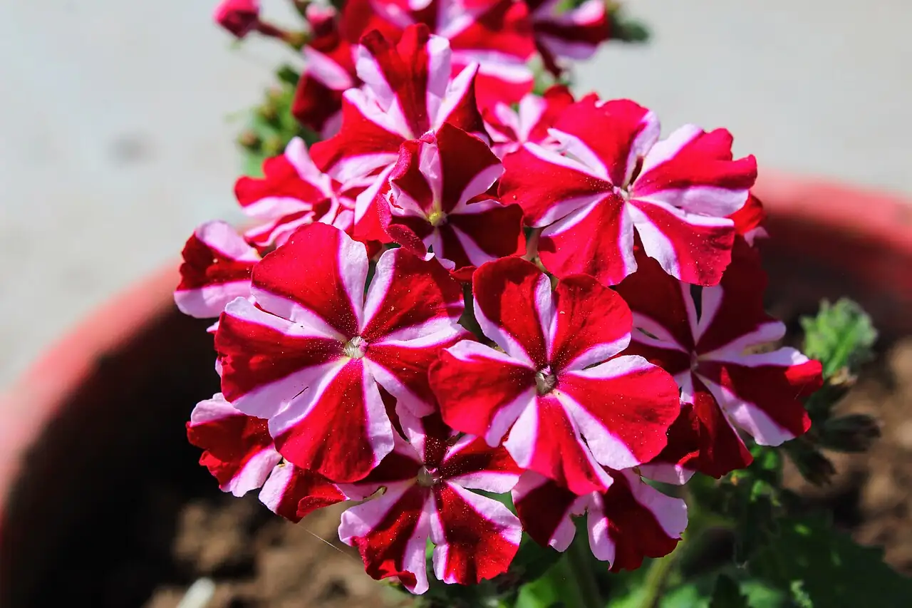 美女樱 (Verbena × hybrida) — 环境展示