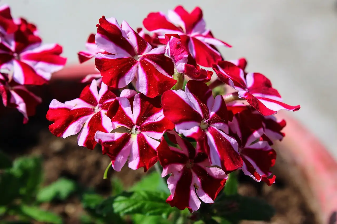 美女樱 (Verbena × hybrida) — 更多视角