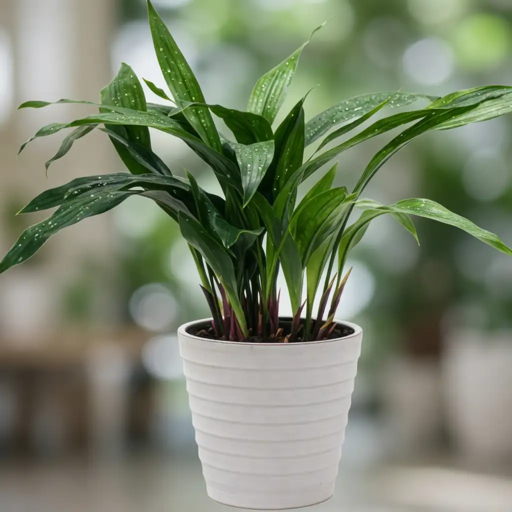 一叶兰 (Aspidistra elatior) 养护 – Oasislink