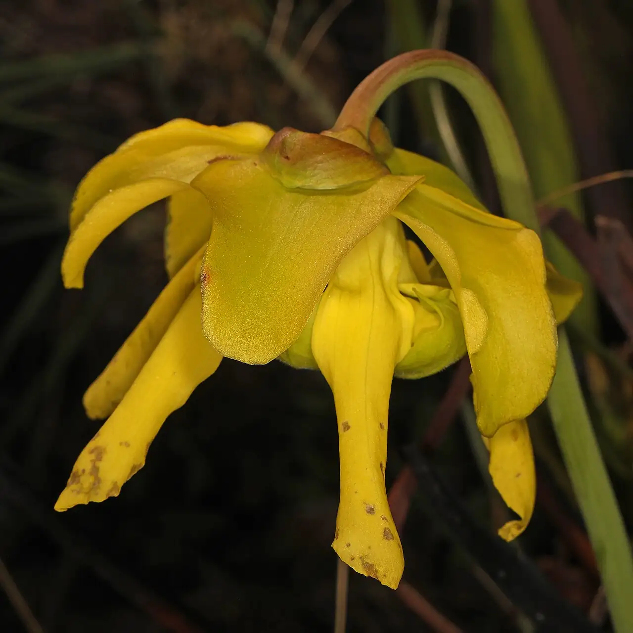 黄瓶子草 (Sarracenia flava) — 更多视角