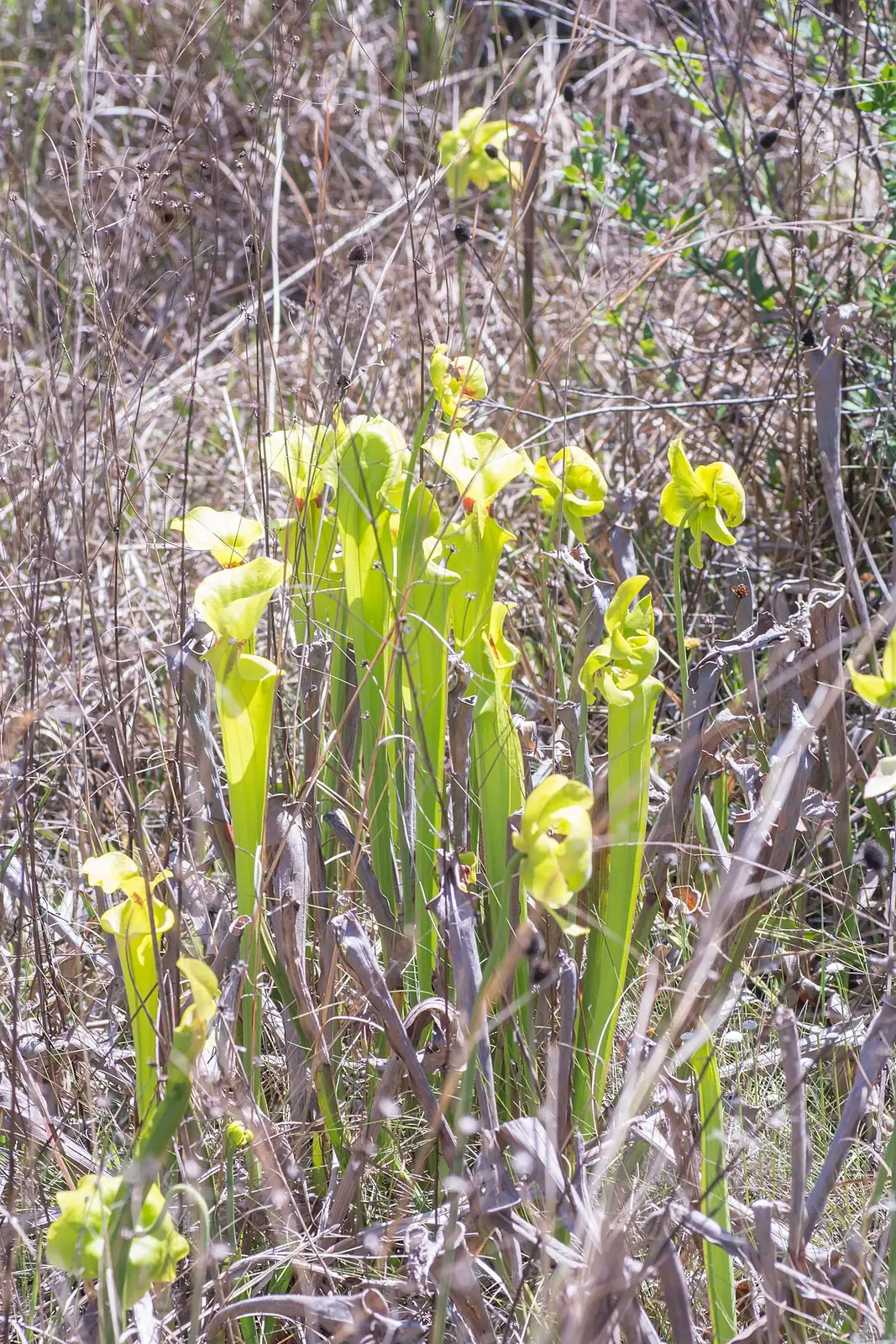 黄瓶子草 (Sarracenia flava) — 更多视角
