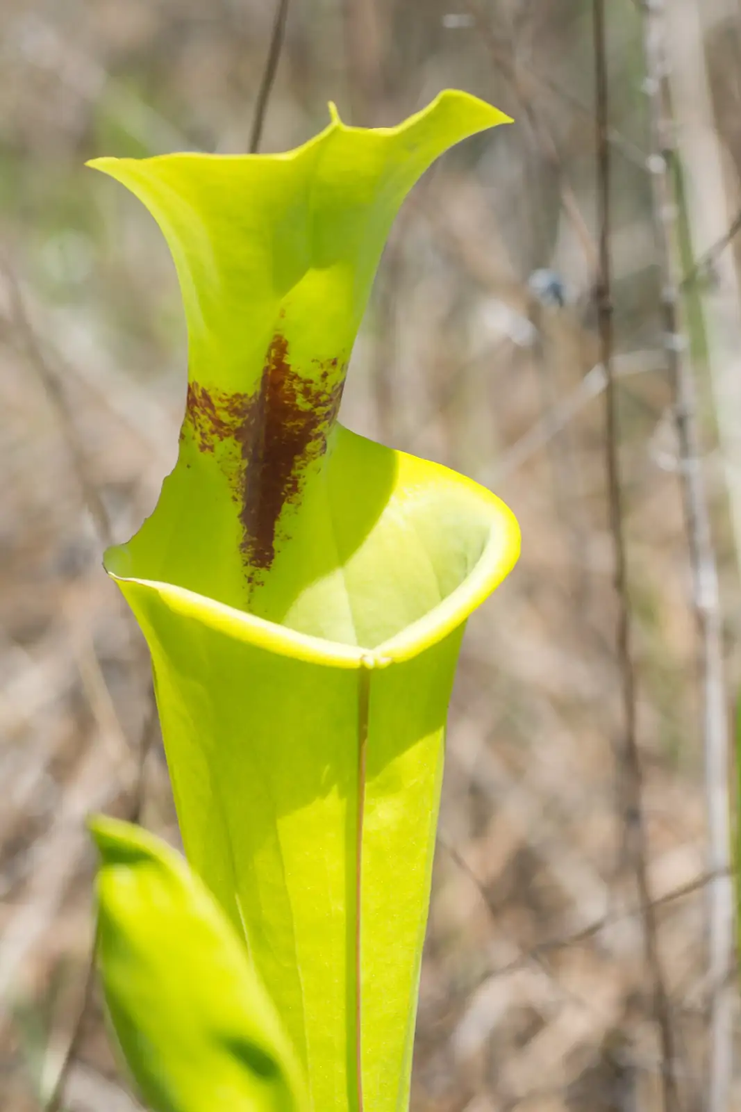 黄瓶子草 (Sarracenia flava) — 环境展示