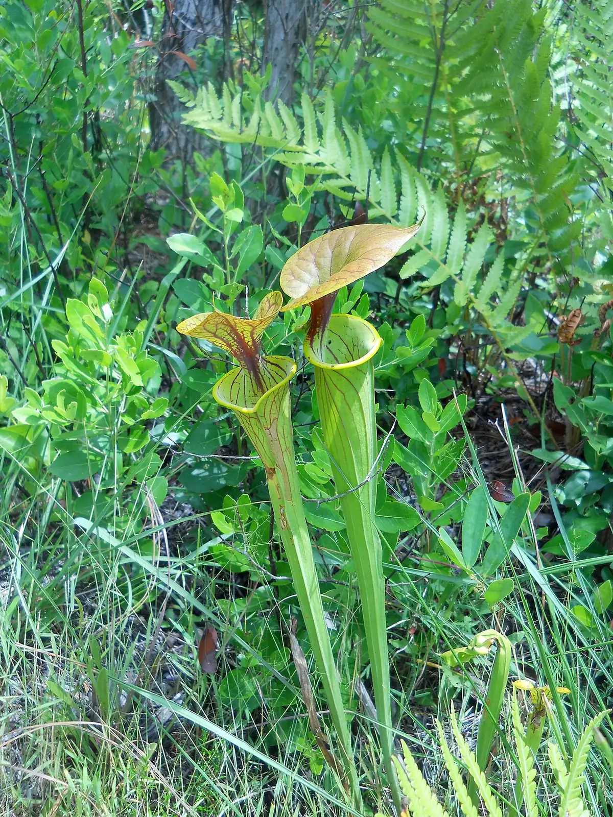 黄瓶子草 (Sarracenia flava) — 更多视角