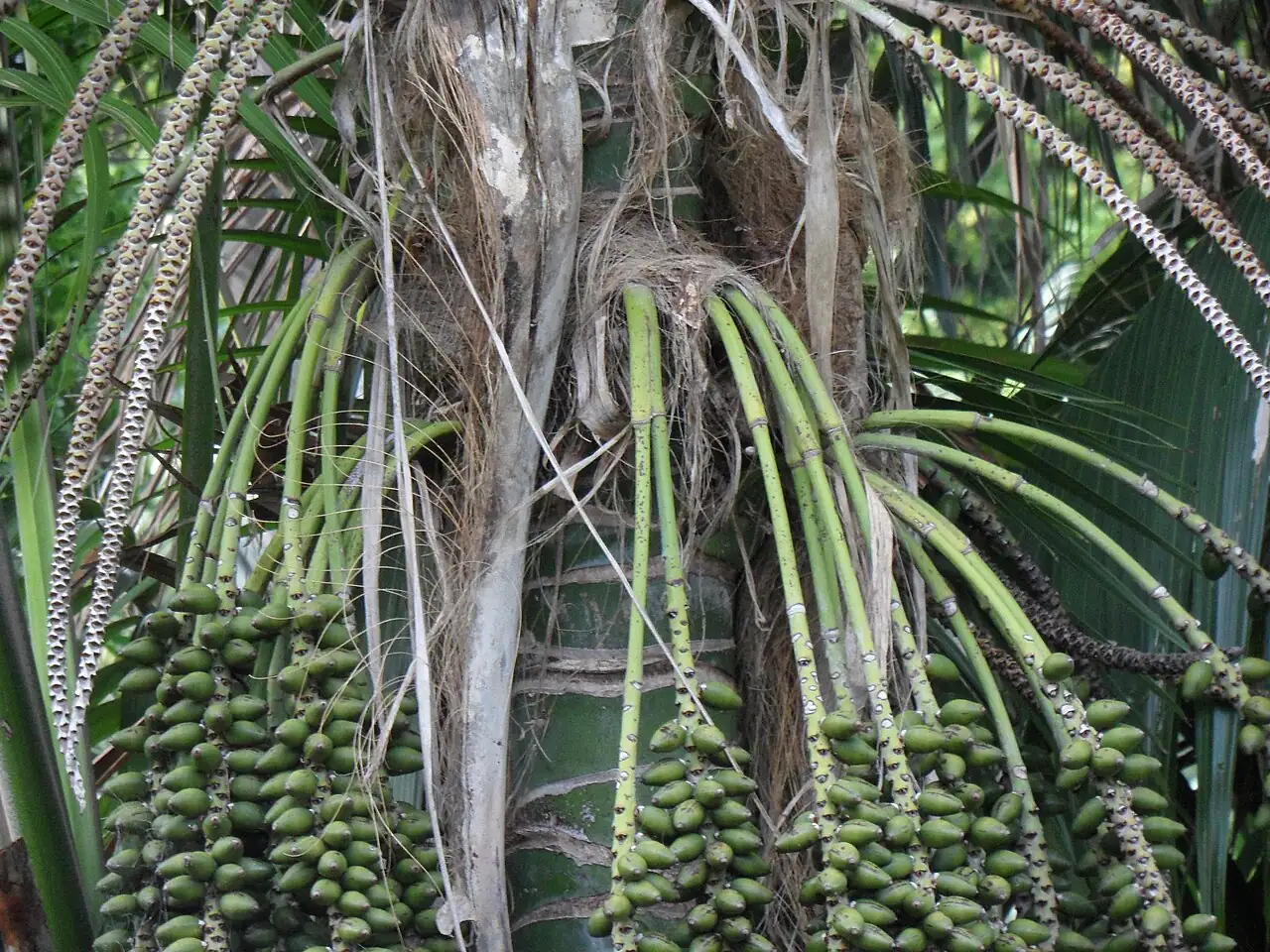 肯蒂亚棕榈 (Howea forsteriana) — 特写