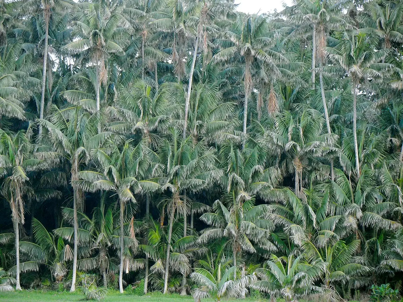 肯蒂亚棕榈 (Howea forsteriana) — 环境展示
