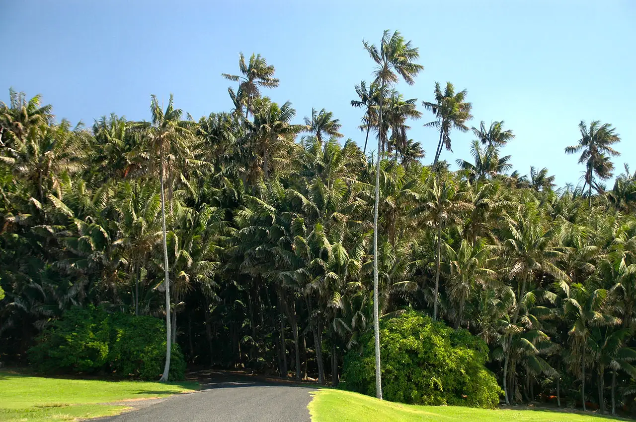 肯蒂亚棕榈 (Howea forsteriana) — 更多视角