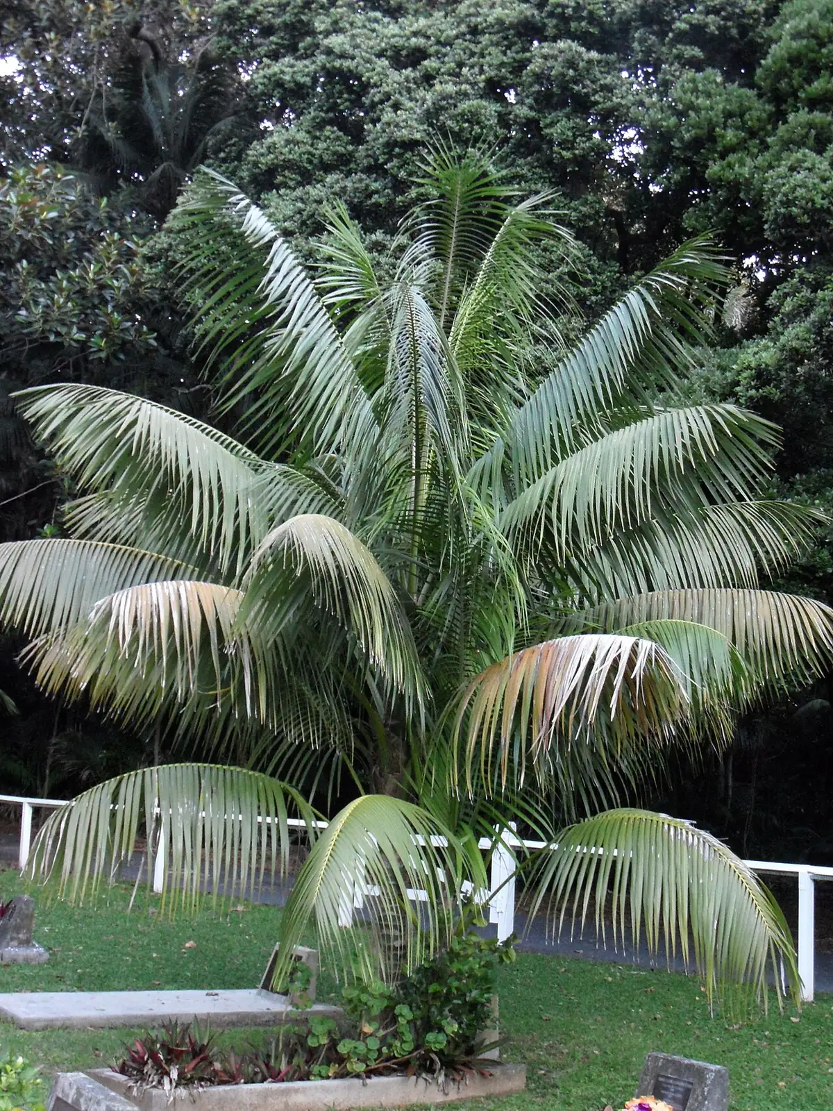 肯蒂亚棕榈 (Howea forsteriana) — 更多视角
