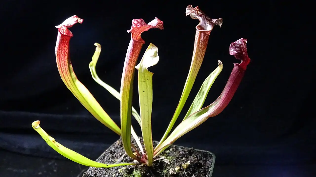 朱迪斯瓶子草 (Sarracenia 'Judith Hindle') — 特写