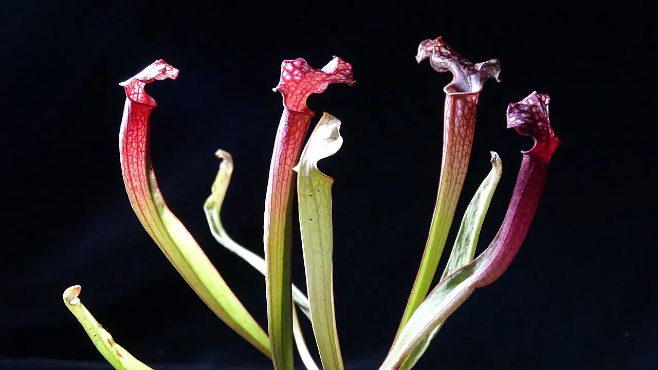 朱迪斯瓶子草 (Sarracenia 'Judith Hindle') — 环境展示