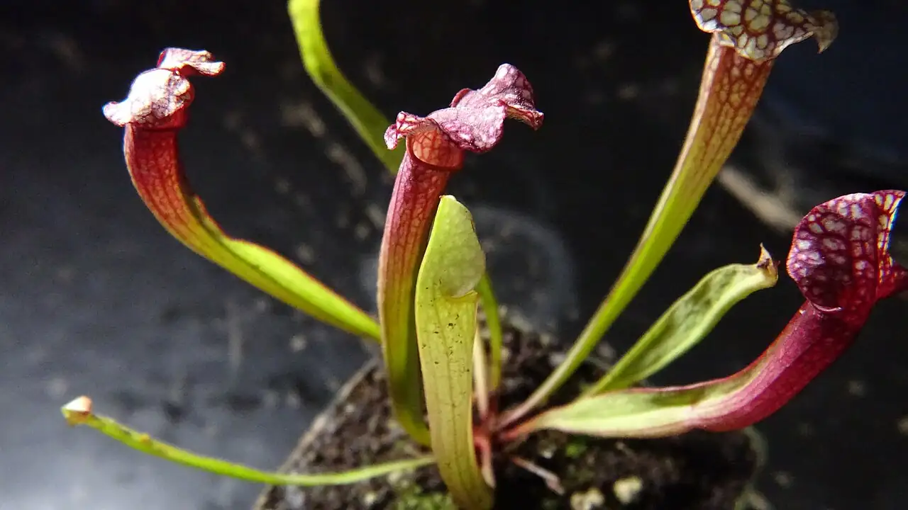 朱迪斯瓶子草 (Sarracenia 'Judith Hindle') — 更多视角