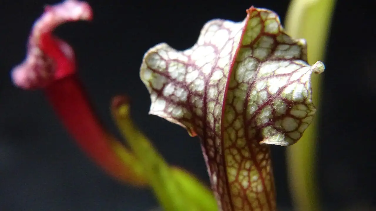 朱迪斯瓶子草 (Sarracenia 'Judith Hindle') — 更多视角