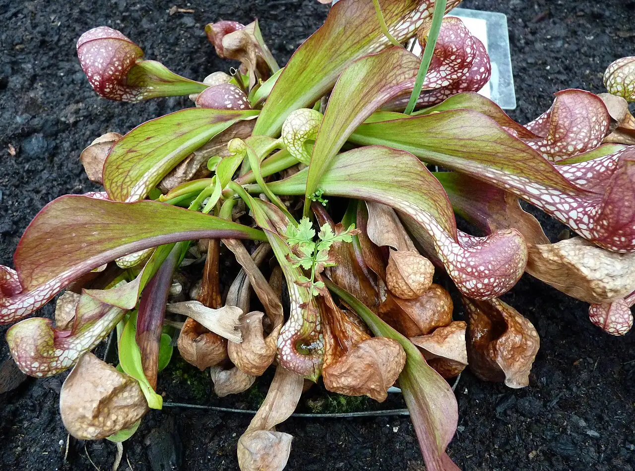 鹦鹉瓶子草