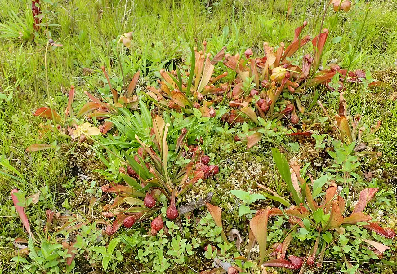鹦鹉瓶子草 (Sarracenia psittacina) — 特写