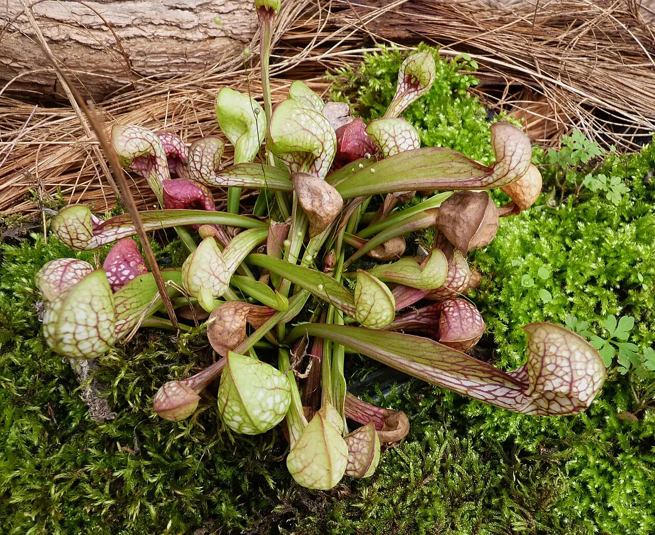 鹦鹉瓶子草 (Sarracenia psittacina) — 环境展示
