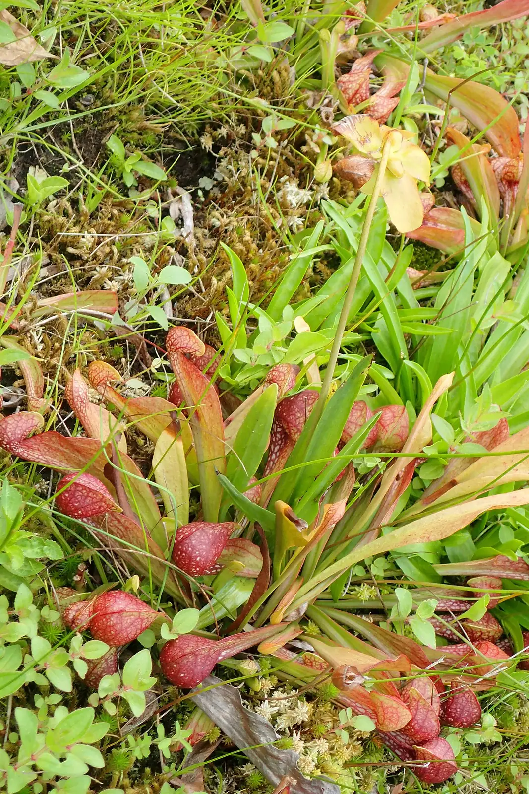 鹦鹉瓶子草 (Sarracenia psittacina) — 更多视角