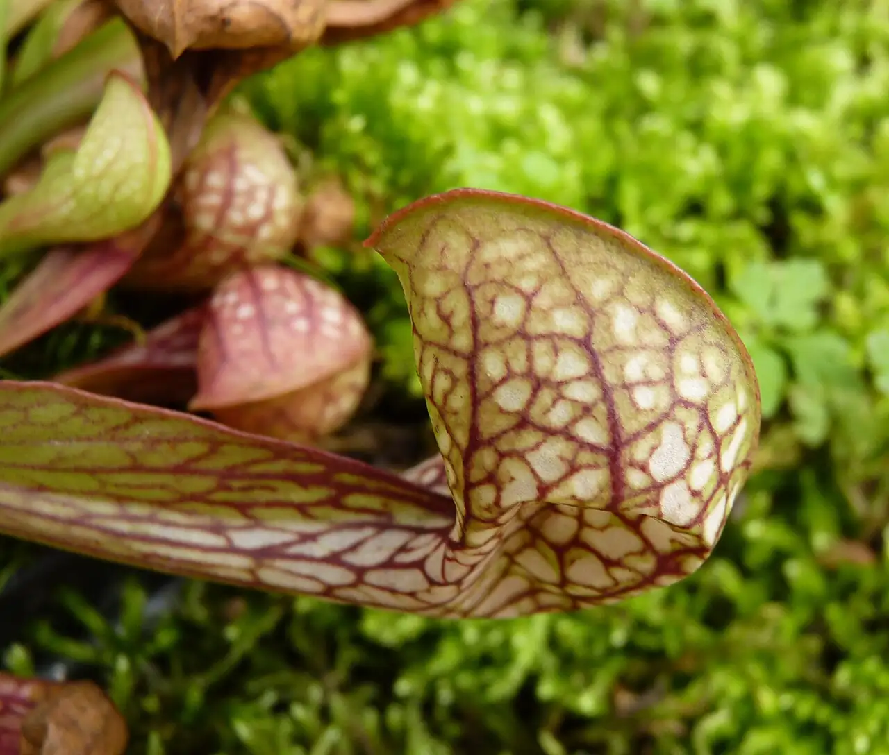 鹦鹉瓶子草 (Sarracenia psittacina) — 更多视角