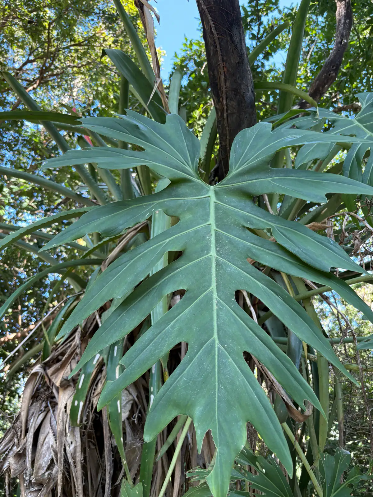 小天使蔓绿绒 (Philodendron 'Little Angel') — 细节