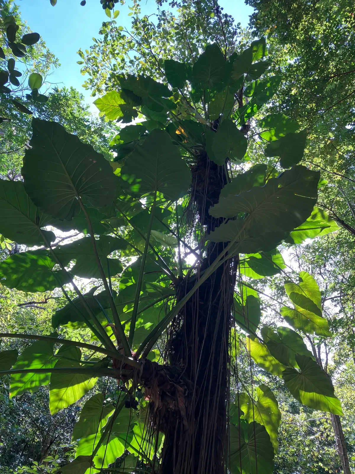 小天使蔓绿绒 (Philodendron 'Little Angel') — 特写