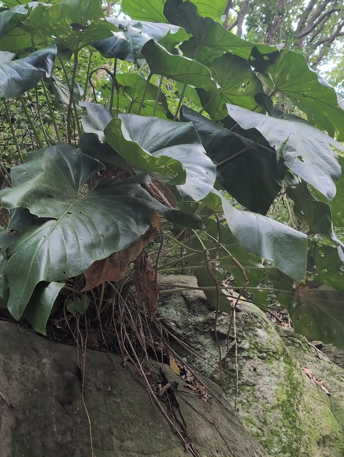 小天使蔓绿绒 (Philodendron 'Little Angel') — 环境展示