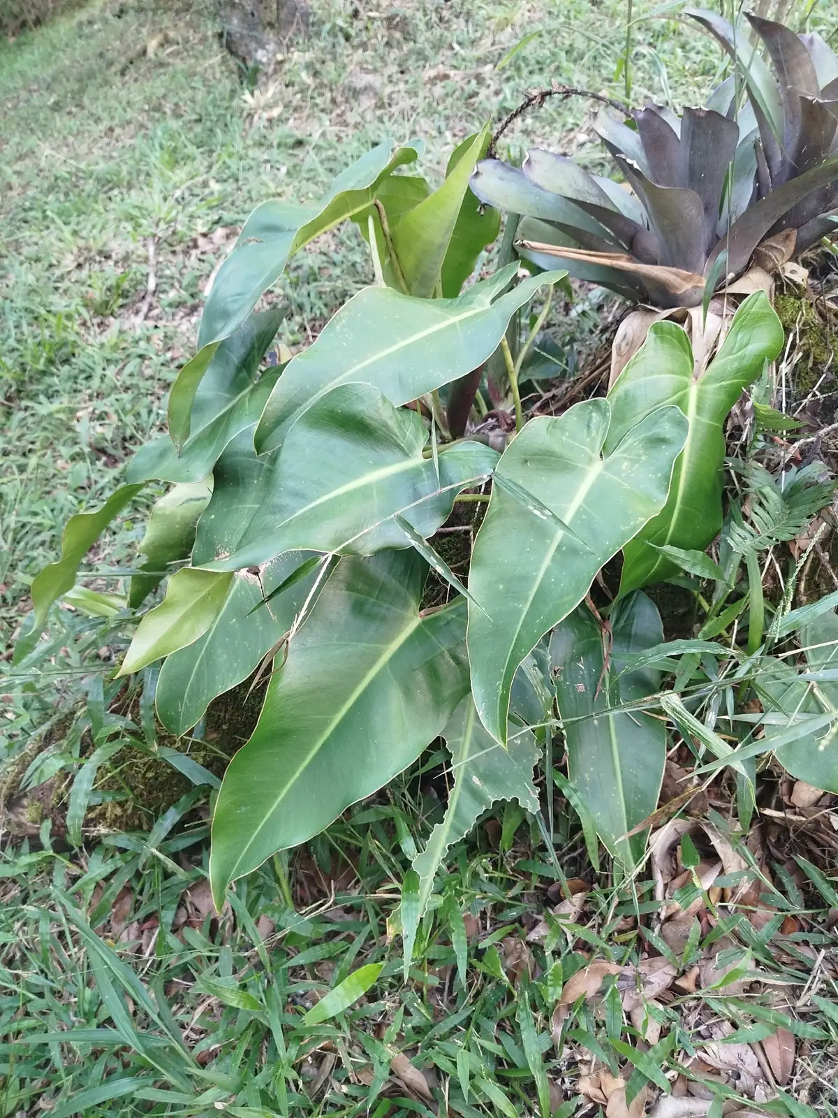 小天使蔓绿绒 (Philodendron 'Little Angel') — 更多视角