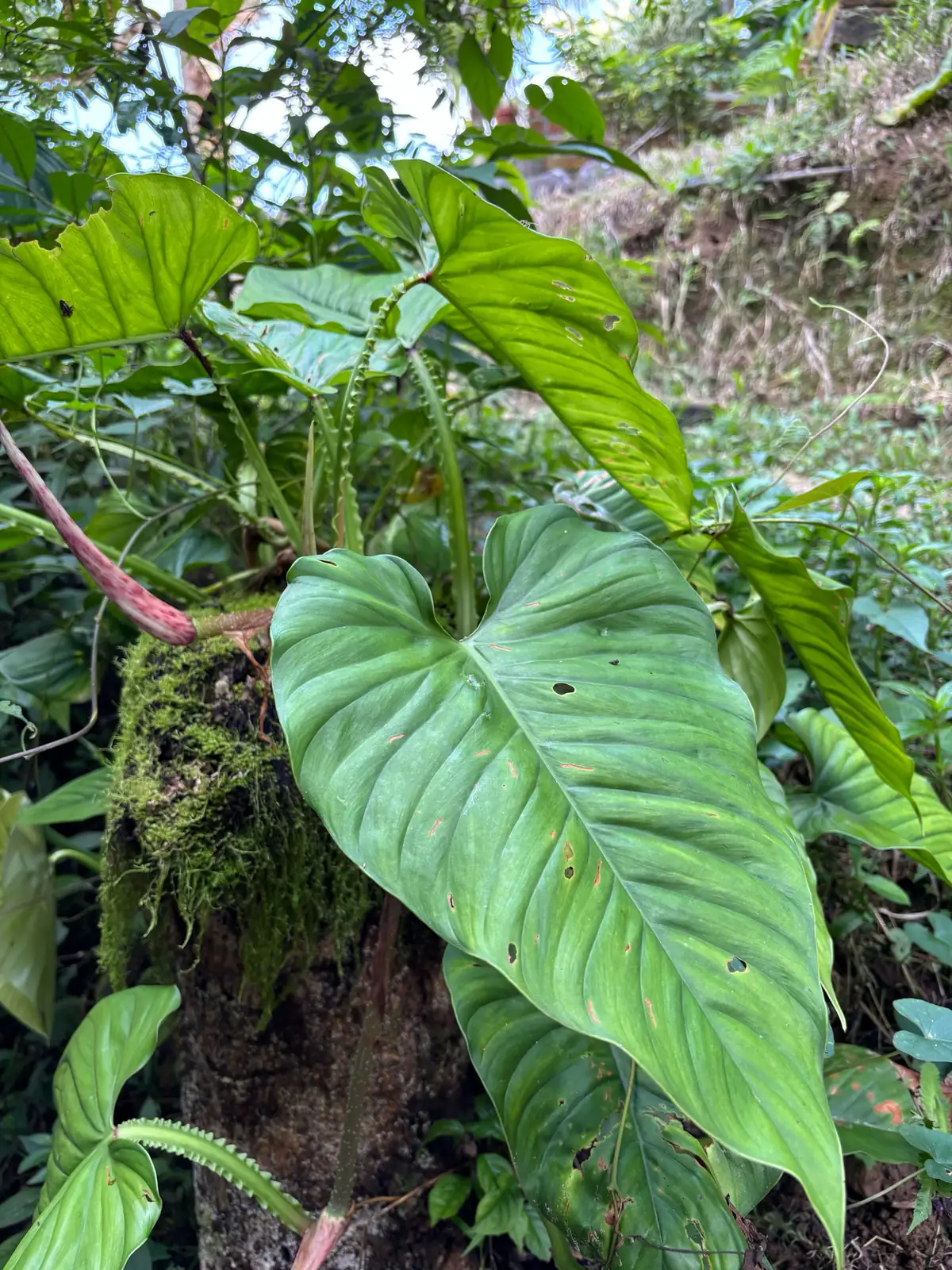 小天使蔓绿绒 (Philodendron 'Little Angel') — 更多视角