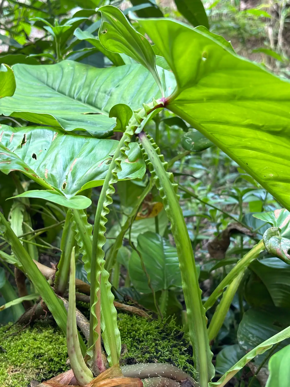 小天使蔓绿绒 (Philodendron 'Little Angel') — 更多视角