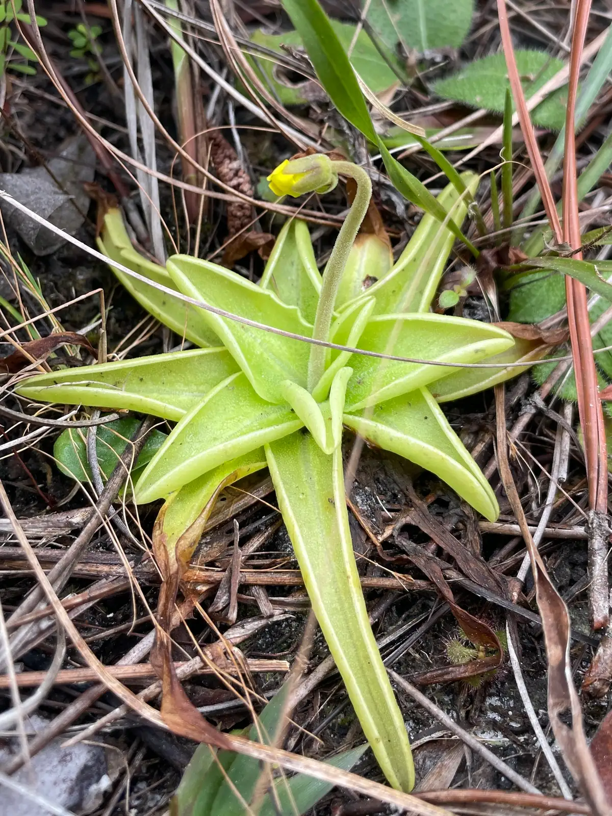 捕虫堇 (Pinguicula spp.) — 更多视角