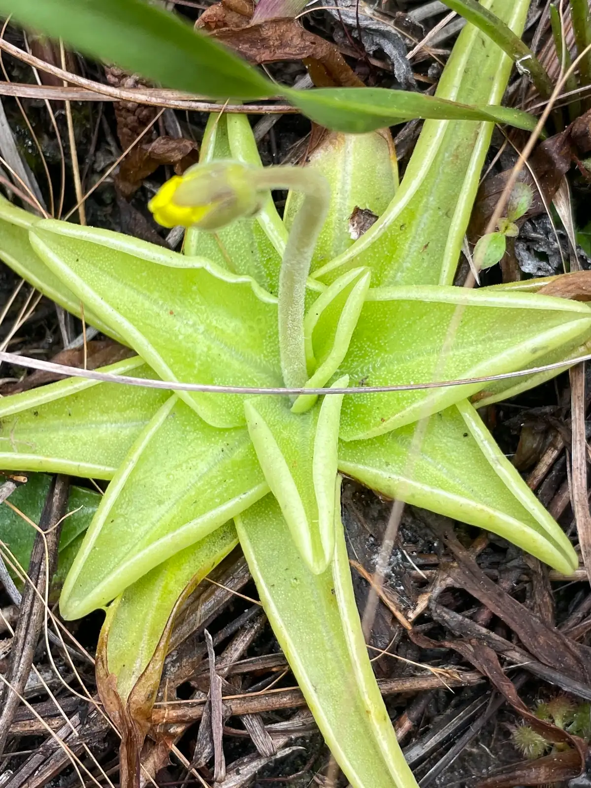 捕虫堇 (Pinguicula spp.) — 更多视角