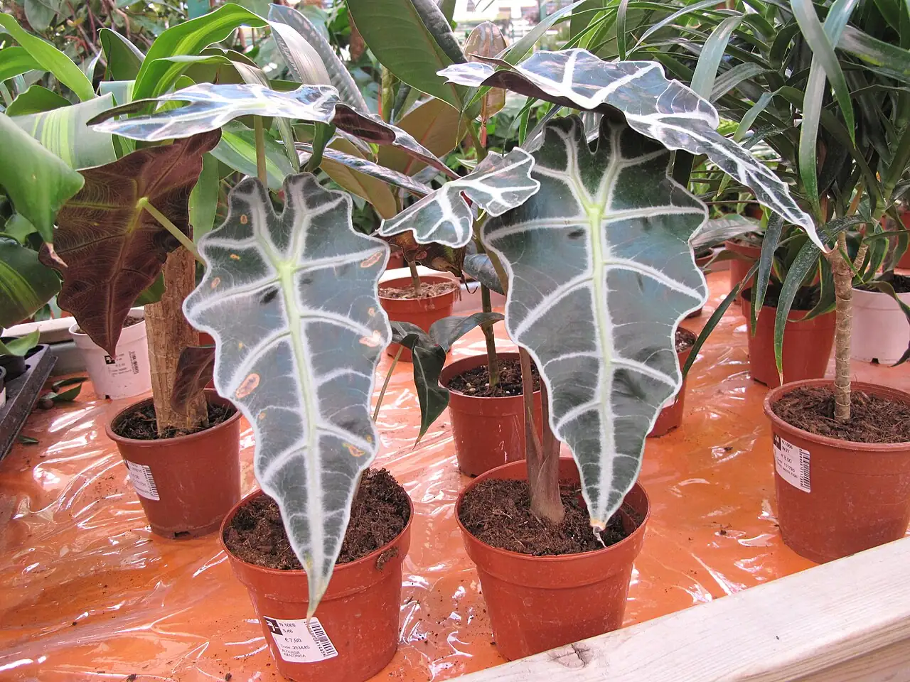黑叶观音莲 (Alocasia × amazonica) — 细节