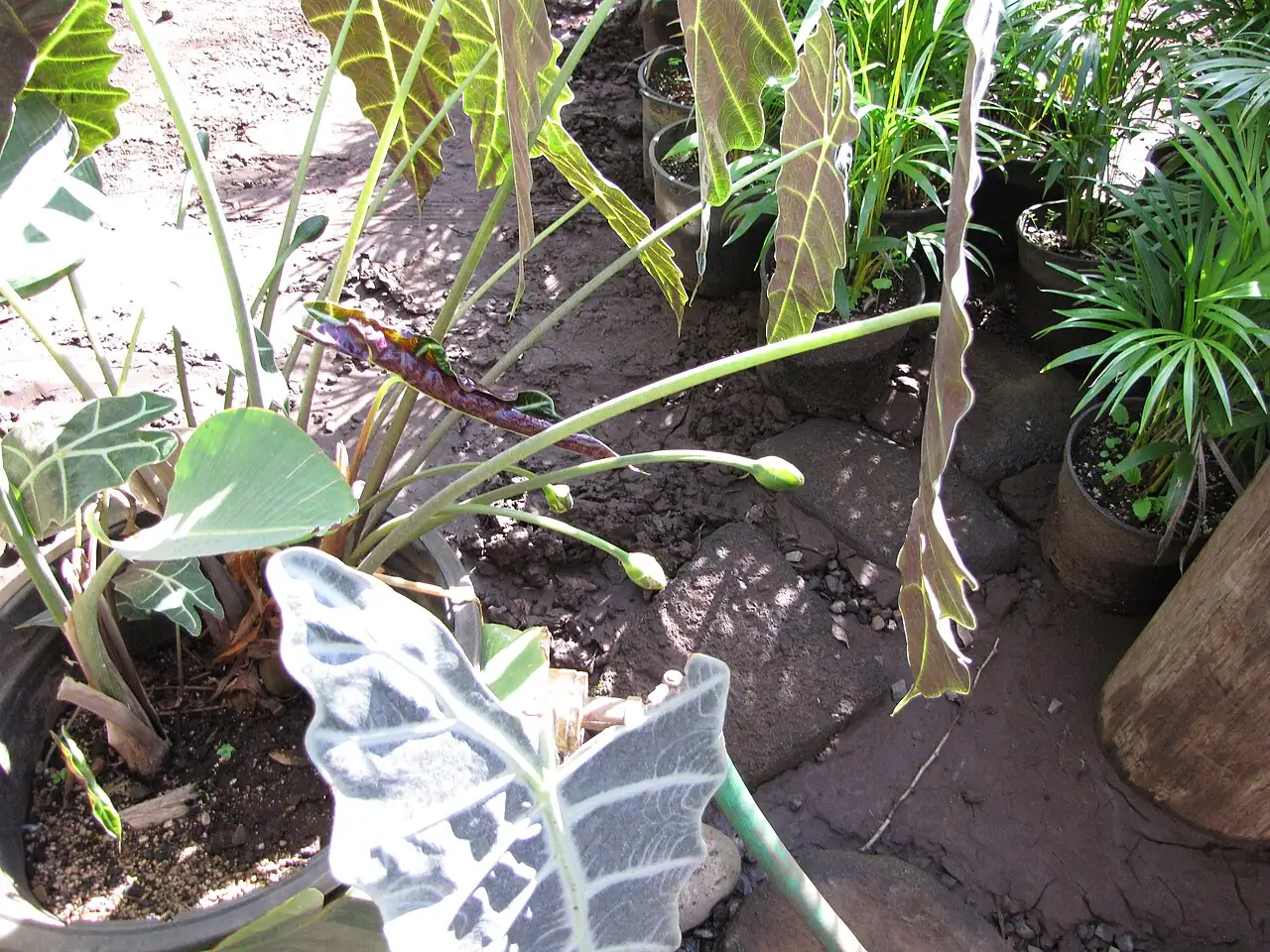 黑叶观音莲 (Alocasia × amazonica) — 特写