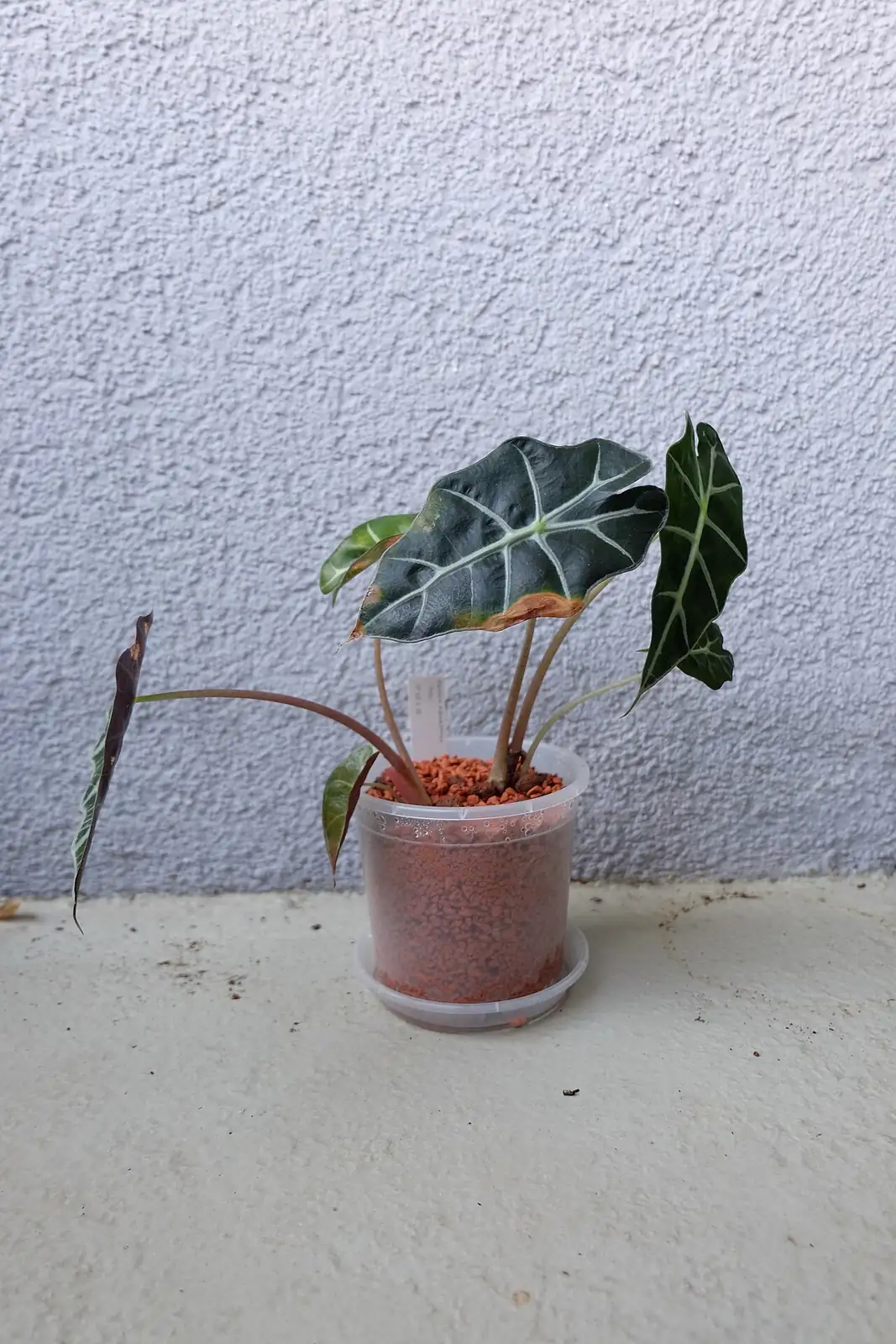 黑叶观音莲 (Alocasia × amazonica) — 环境展示