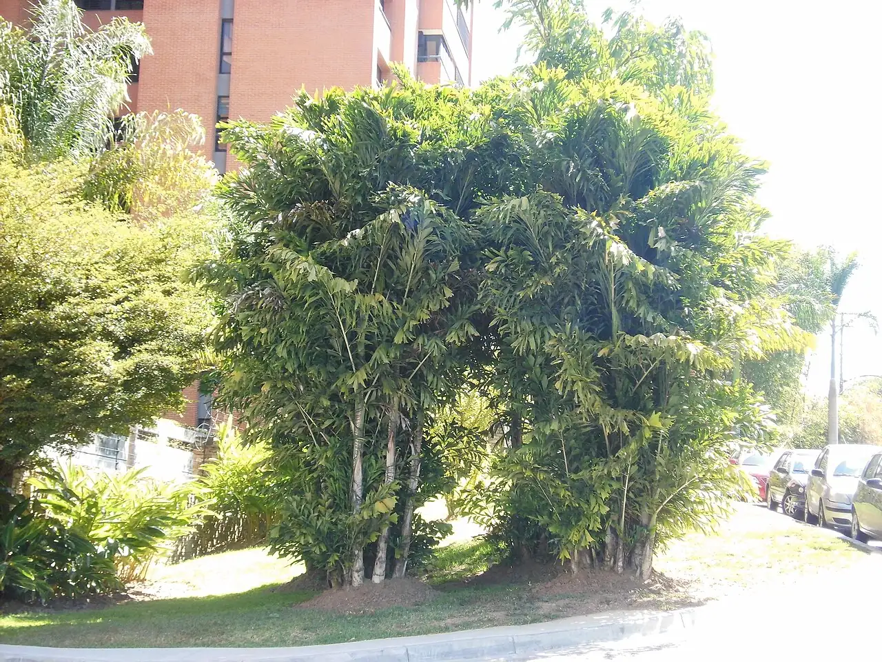 短穗鱼尾葵 (Caryota mitis) — 特写