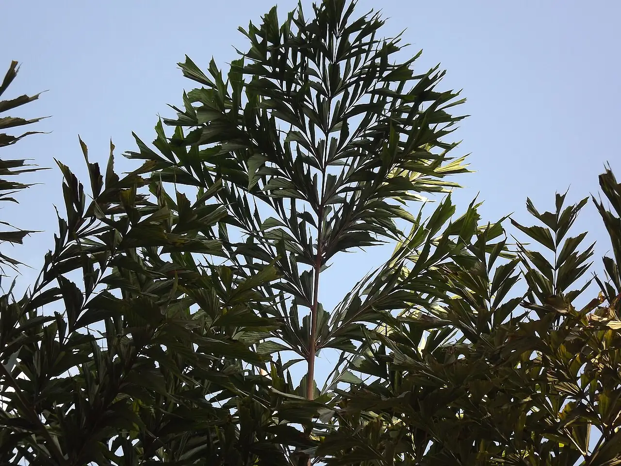 短穗鱼尾葵 (Caryota mitis) — 环境展示