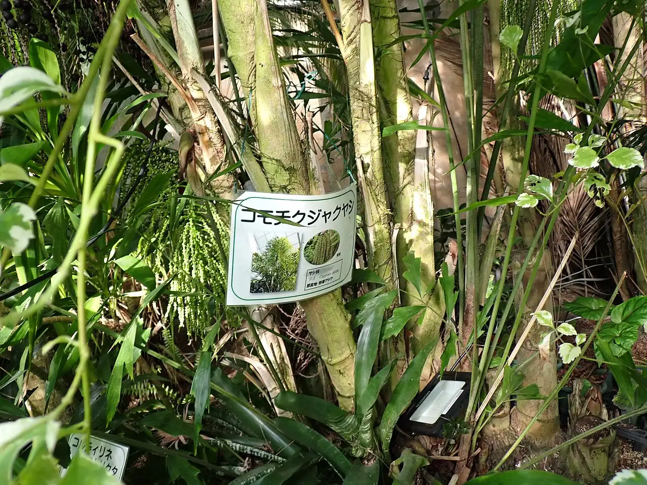 短穗鱼尾葵 (Caryota mitis) — 更多视角