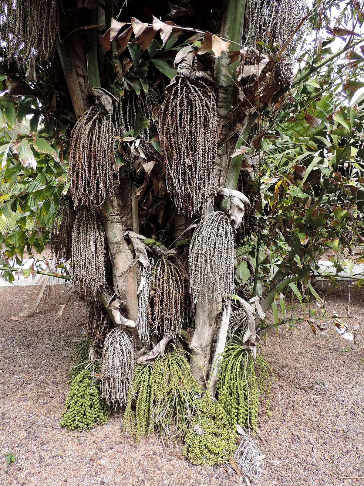 短穗鱼尾葵 (Caryota mitis) — 更多视角